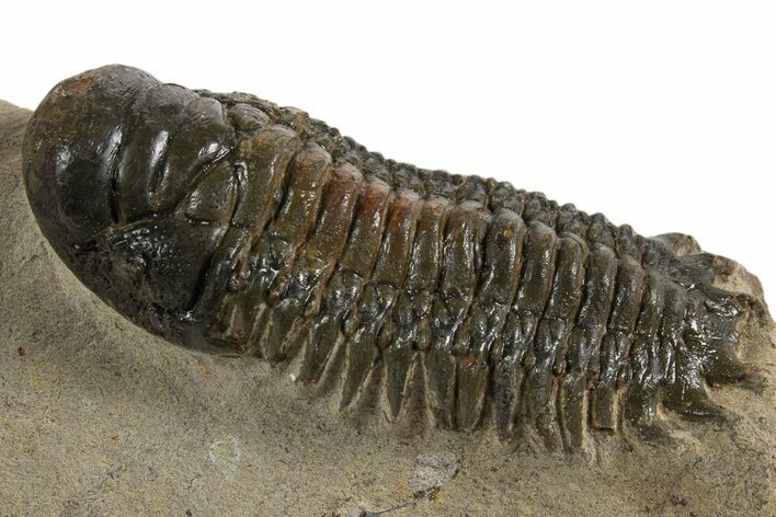 Crotalocephalina Trilobite - Atchana, Morocco #340892